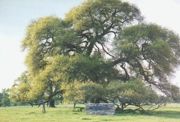 Sam Houston Oak