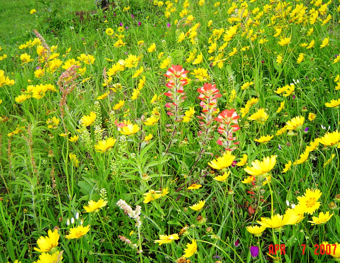 Wildflowers on LCR1
